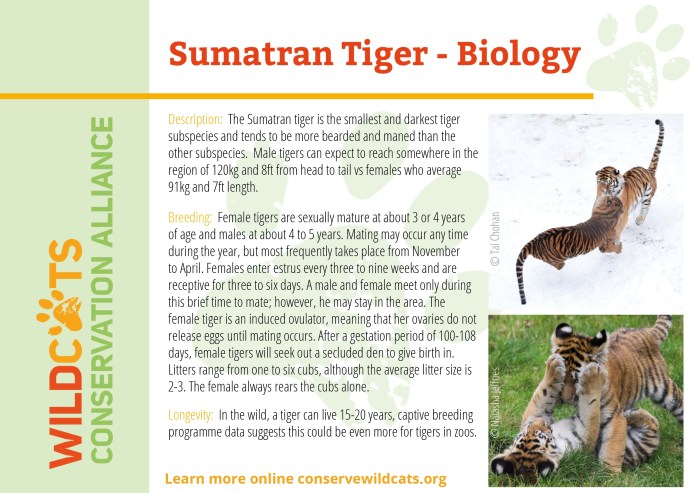 Tiger sumatran tigers sumatra orangutans elephants rhinos endangered wildlife listed indigenous subspecies critically